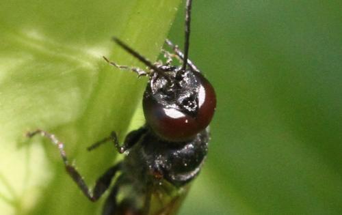 Astata sp.